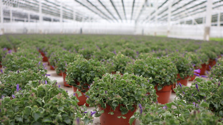 Organic hydroponic cultivation of flowers in greenhouse, selective focusの写真素材
