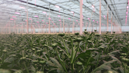 Chrysanthemum cultivation in a modern glasshouse. Blurred backgroundの写真素材