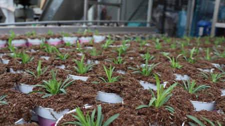 Organic hydroponic vegetable seedling in plastic pots in greenhouseの写真素材