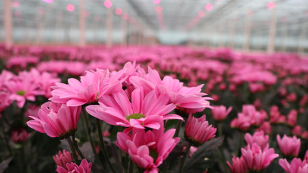 pink chrysanthemum flowers in greenhouse, stock photoの写真素材