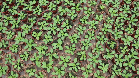 Green seedlings in the greenhouse. Close up of seedlings.の写真素材