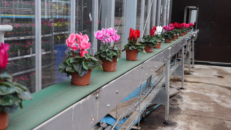 Potted cyclamen flowers on a conveyor belt in a greenhouseの写真素材