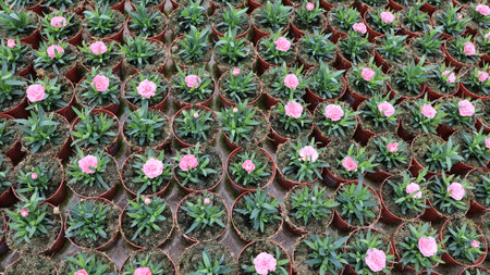 Pink flowers in pots in the garden. Gardening and planting concept.の写真素材