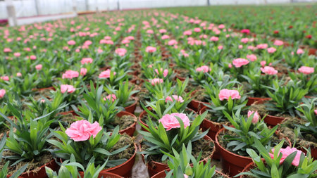 Pink flowers in the pot in the garden. Natural background and wallpaper.の写真素材