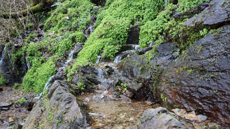 Waterfall in the forest. Waterfall in the forest. mountain stream.の写真素材