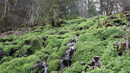 Waterfall in the forest in the winter with moss and fernsの写真素材