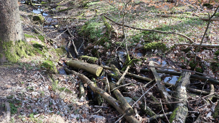 fallen trees in the forest in early spring with moss on the groundの写真素材