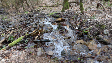 Stream in the woods. Jump into the forest. Stream in the forest.の写真素材
