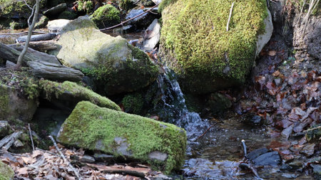 Mossy stones and stream in the forest, nature series.の写真素材