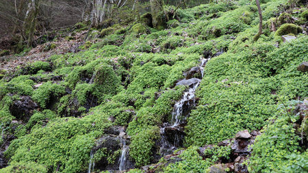 Mossy rocks in the forest with a small waterfall in the backgroundの写真素材