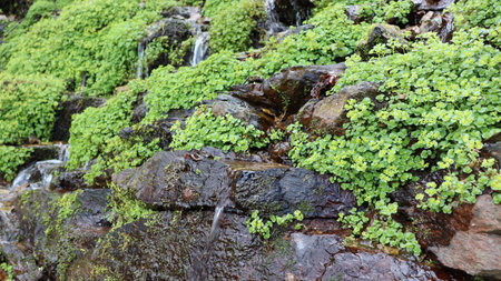 Small waterfall in the forest, close up. Natural background.の写真素材