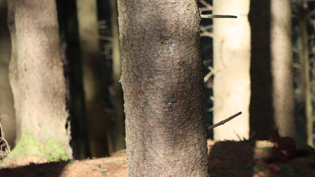 Pine tree trunks in the forest. Close up.の写真素材