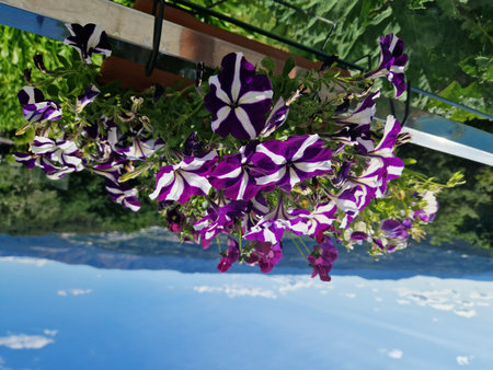 Petunia flowers on the background of the blue sky and the lakeの写真素材