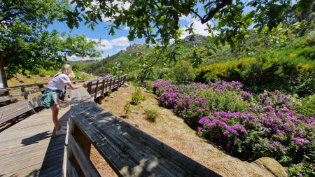 Woman walking on a wooden boardwalk with rhododendronsの写真素材
