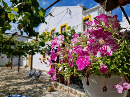 Colorful flowers in pots on the street of Mykonos, Greeceの写真素材