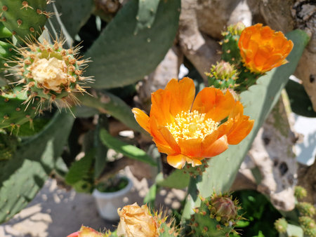 Opuntia cactus with orange flowers in a botanical gardenの写真素材