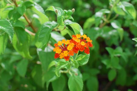 red flower and green leaves plants