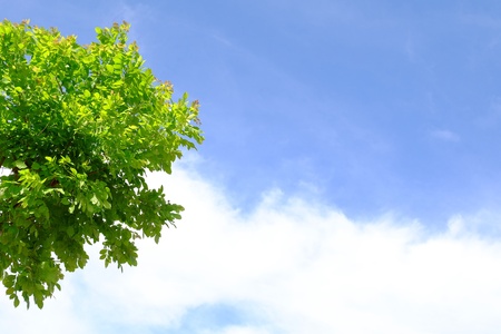 Tree on sky