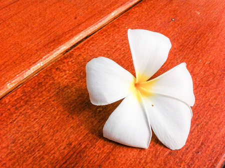 Plumeria on wood floor
