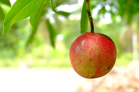 red fruit in gardenの写真素材