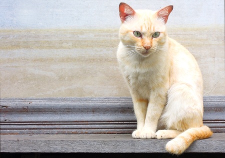 White thai cat on terrace