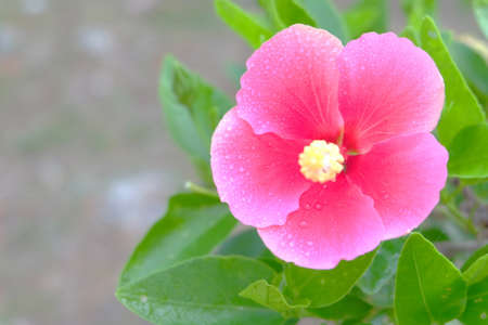 Flower in gardenの素材