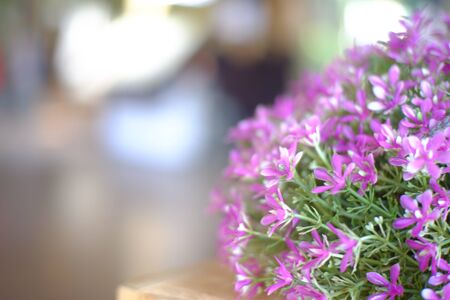 flower in garden natureの写真素材