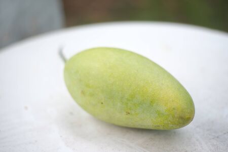 raw mango in garden natureの写真素材