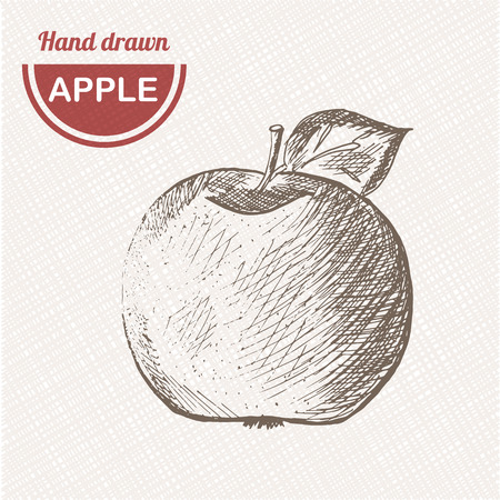 Sketches apple composition. Hand drawn apple. Vintage sketch style illustration.のイラスト素材