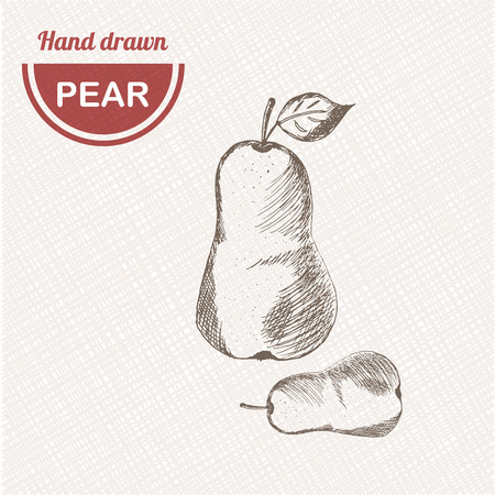 Sketches pear composition. Hand drawn pear. Vintage sketch style illustration.のイラスト素材