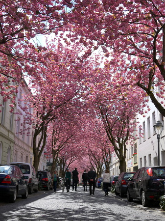 BONN, GERMANY - APRIL 18, 2016: Rows of cherry blossoms sakura trees in Bonn, former capital of Germany on a beautiful sunny dayのeditorial素材