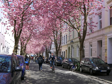 BONN, GERMANY - APRIL 18, 2016: Bike riding under rows of cherry blossoms sakura trees in Bonn, former capital of Germany on a beautiful sunny dayのeditorial素材