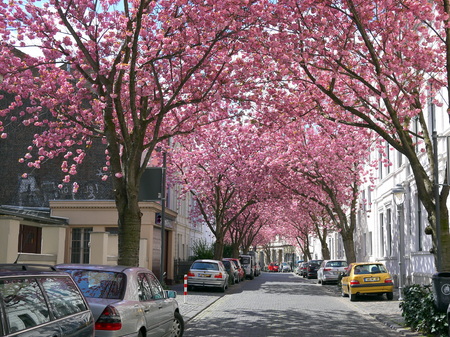 Famous cherry blossoms blooming sakura festival on a spring bright day in Bonn Germanyのeditorial素材