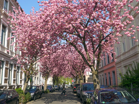 BONN, GERMANY - APRIL 18, 2016: Rows of cherry blossoms sakura trees in Bonn, former capital of Germany on a beautiful sunny dayのeditorial素材