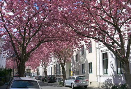 Famous cherry blossoms blooming sakura festival on a spring bright day in Bonn Germanyの写真素材