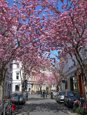 BONN, GERMANY - APRIL 18, 2016: Rows of cherry blossoms sakura trees in Bonn, former capital of Germany on a beautiful sunny dayのeditorial素材