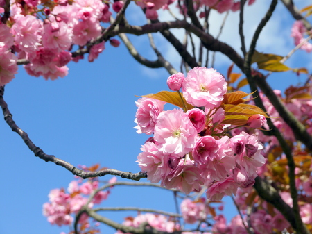 Beautiful branches of soft pink cherry blossoms sakura in spring time over blue skyの写真素材