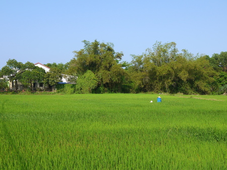 Beautiful landscape with view of a farmer working in a big green rice field in Hoi Anの写真素材