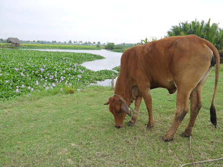 Close up of brown cow eating grass on meadow by a field of common water hyacinth and riverの写真素材