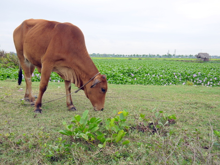Close up of brown cow eating grass on meadow by a field of common water hyacinth and riverの写真素材