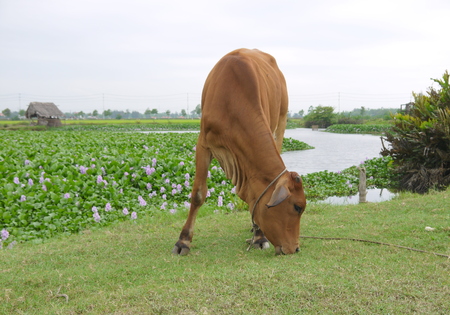 Close up of brown cow eating grass on meadow by a field of common water hyacinth and riverの写真素材