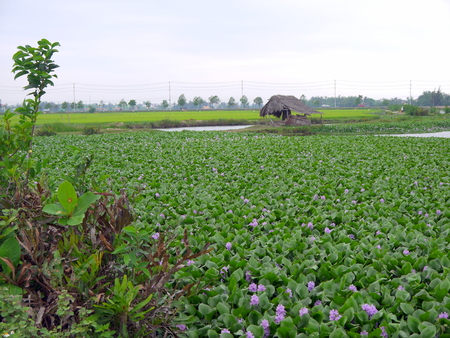 Big beautiful green field of purple common water hyacinth with weathered straw hut and street in the background in asiaの写真素材