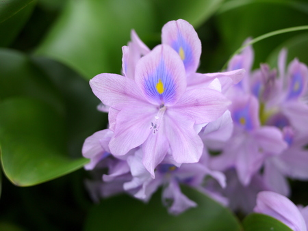Beautiful close up of purple common water hyacinth with curvy and blur green leavesの写真素材