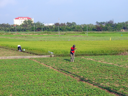 HOI AN, VIETNAM - 18TH MARCH 2018: Farmers working,raking, watering by hands in peanut field early morning in Hoi Anのeditorial素材