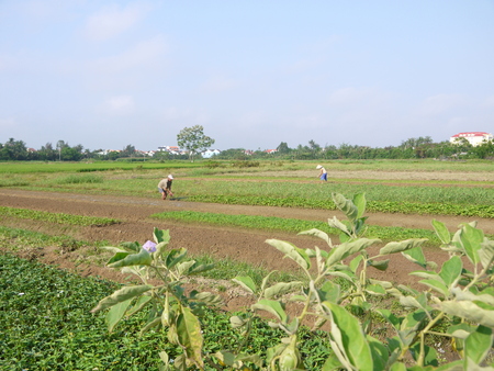 Farmers working,raking, watering by hands in peanut field early morning in Hoi Anの写真素材