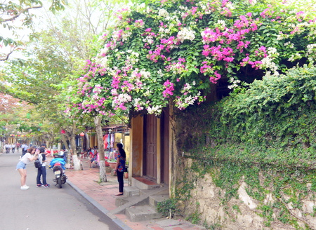 HOI AN, VIETNAM - 17TH MARCH 2018: Tourist posing in front of blooming magenta and white bougainvillea at a house gate in Hoi Anのeditorial素材