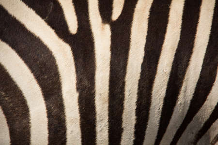 White and black pattern on a zebra.の写真素材