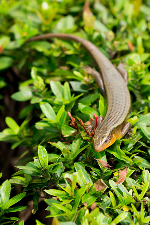 The skink living on trees in the park の写真素材