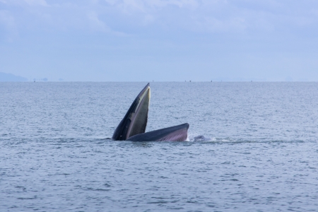A whale live in the Gulf of Thailand.の写真素材