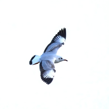 The white seagull flying in the sky.の写真素材